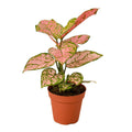 Chinese Evergreen 'Lady Valentine', Aglaonema 'Lady Valentine', Live Houseplant, Potted Plant