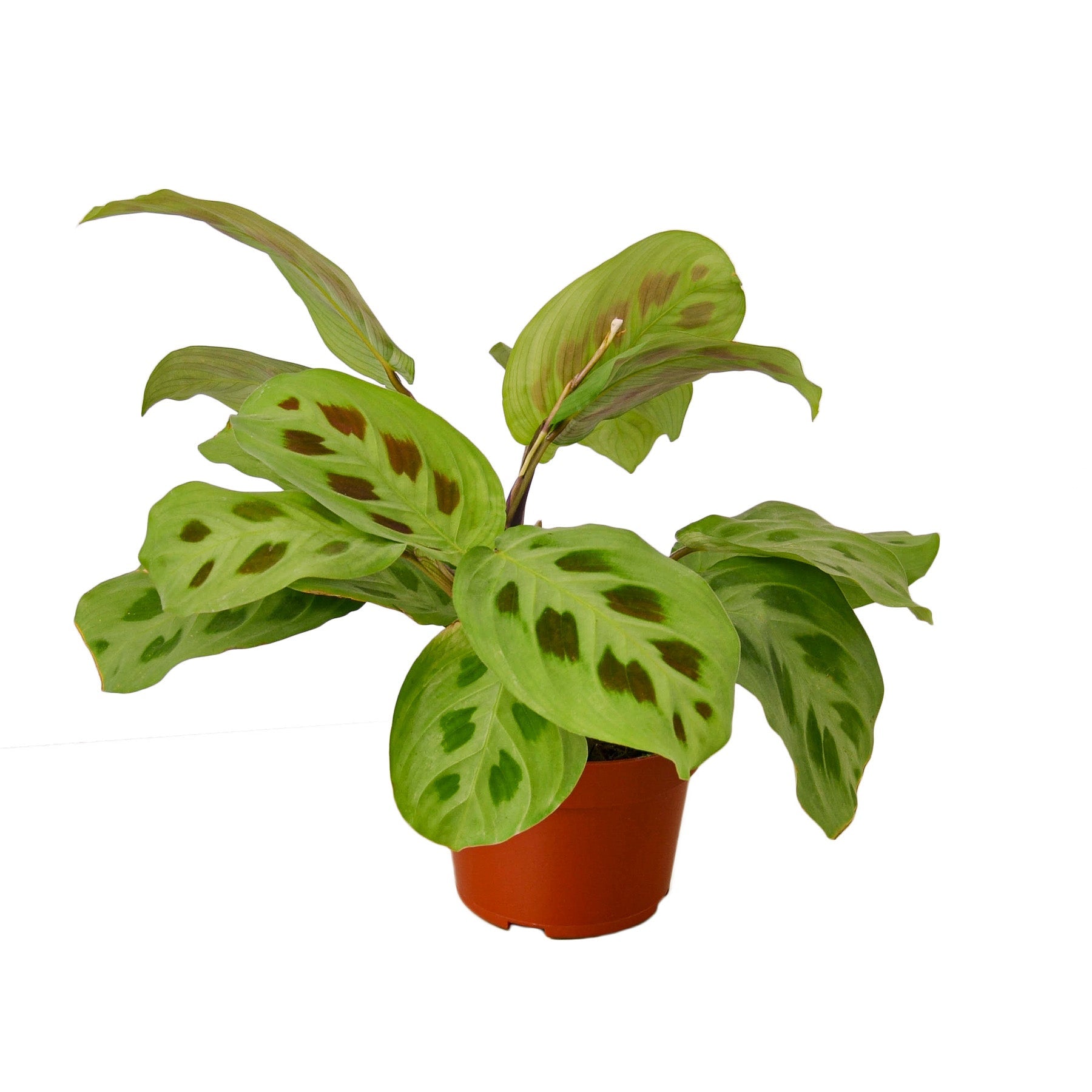 Prayer Plant, Maranta Leuconeura, Live Houseplant, Indoor Plant
