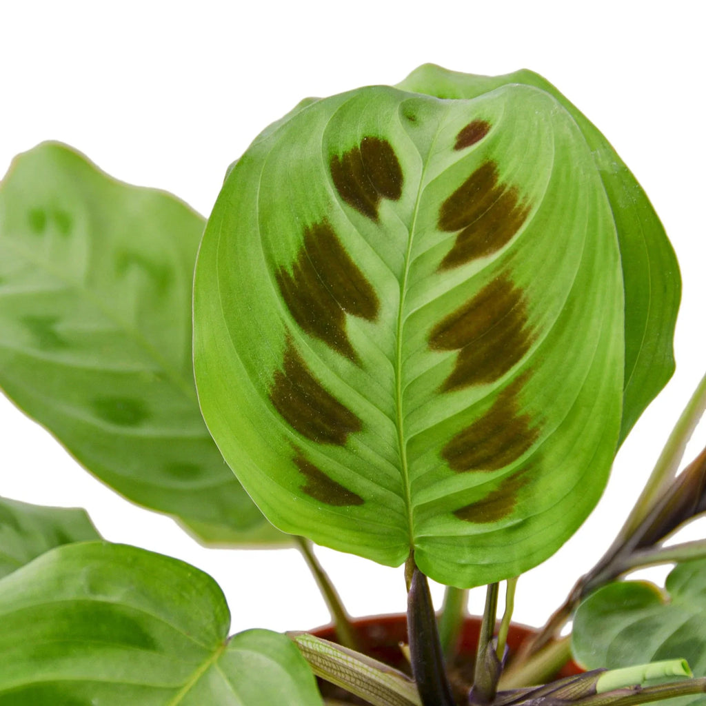 Prayer Plant, Maranta Leuconeura, Live Houseplant, Indoor Plant