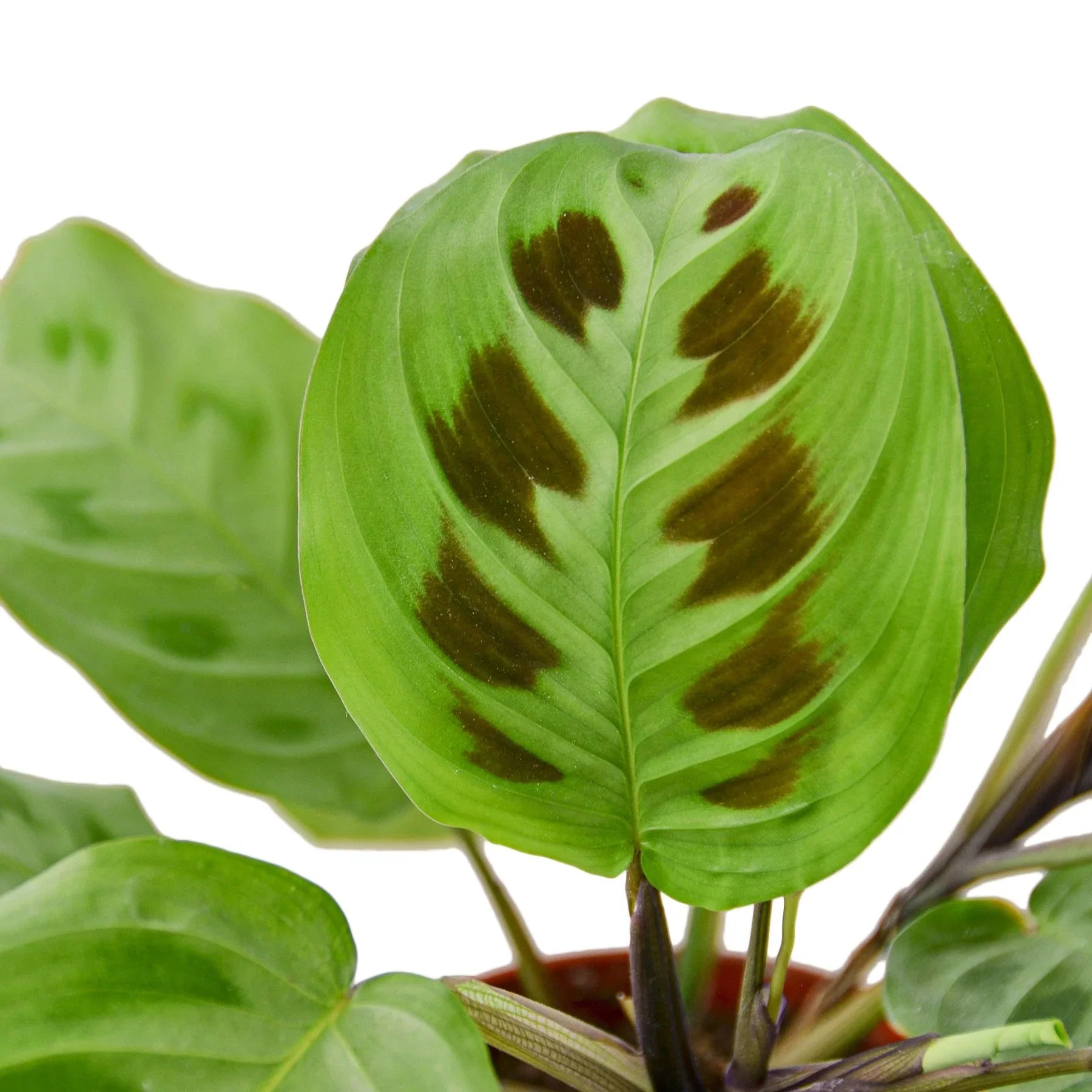 Prayer Plant, Maranta Leuconeura, Live Houseplant, Indoor Plant