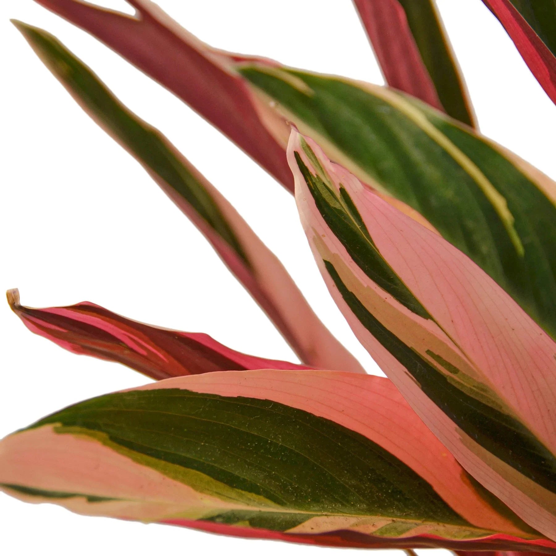Magenta Stromanthe Triostar, Stromanthe Sanguinea, Live Houseplant, Indoor Plant