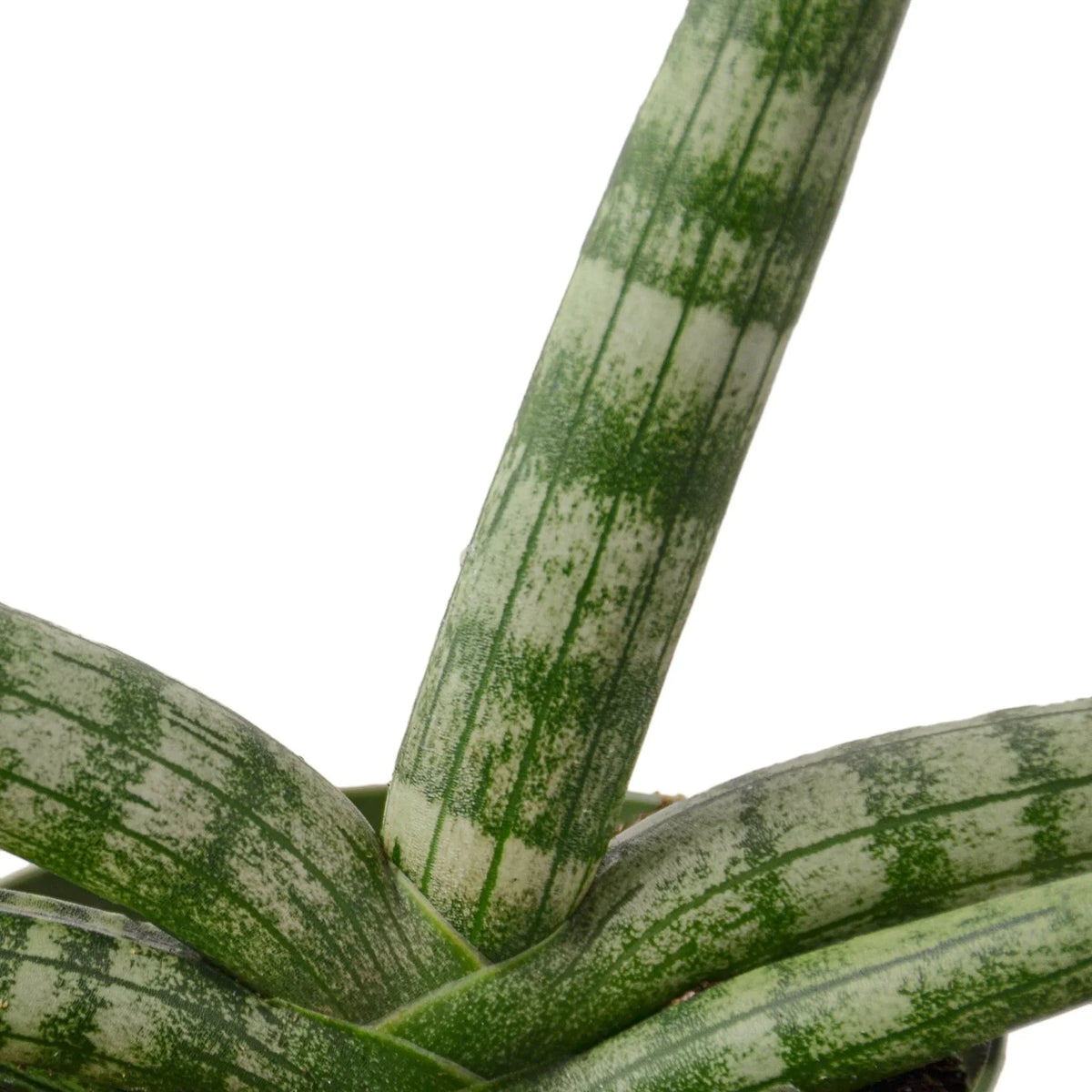 Snake Plant 'Starfish', Sansevieria Cylindrica 'Starfish', Live Houseplant, Potted Plant, Live Potted Succulent Plant