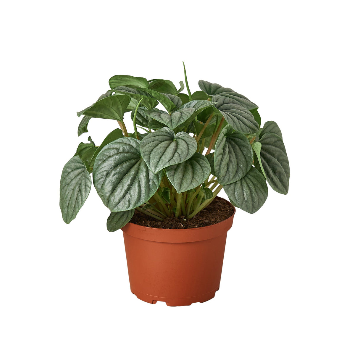 Peperomia 'Frost', Peperomia griseoargentea, Live Houseplant, Potted Plant