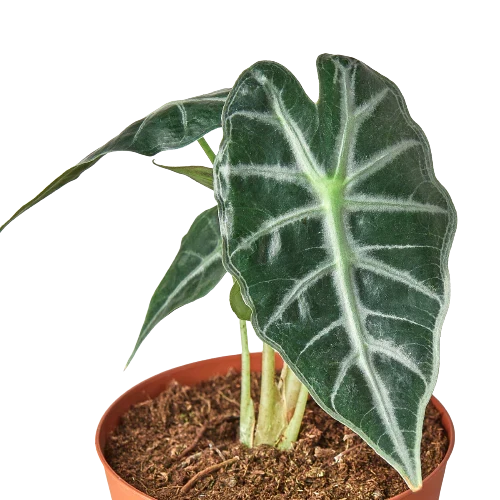 Alocasia Amazonica 'Bambino', Dwarf Alocasia Amazonica Plant, Live Houseplant, Potted Indoor Plant