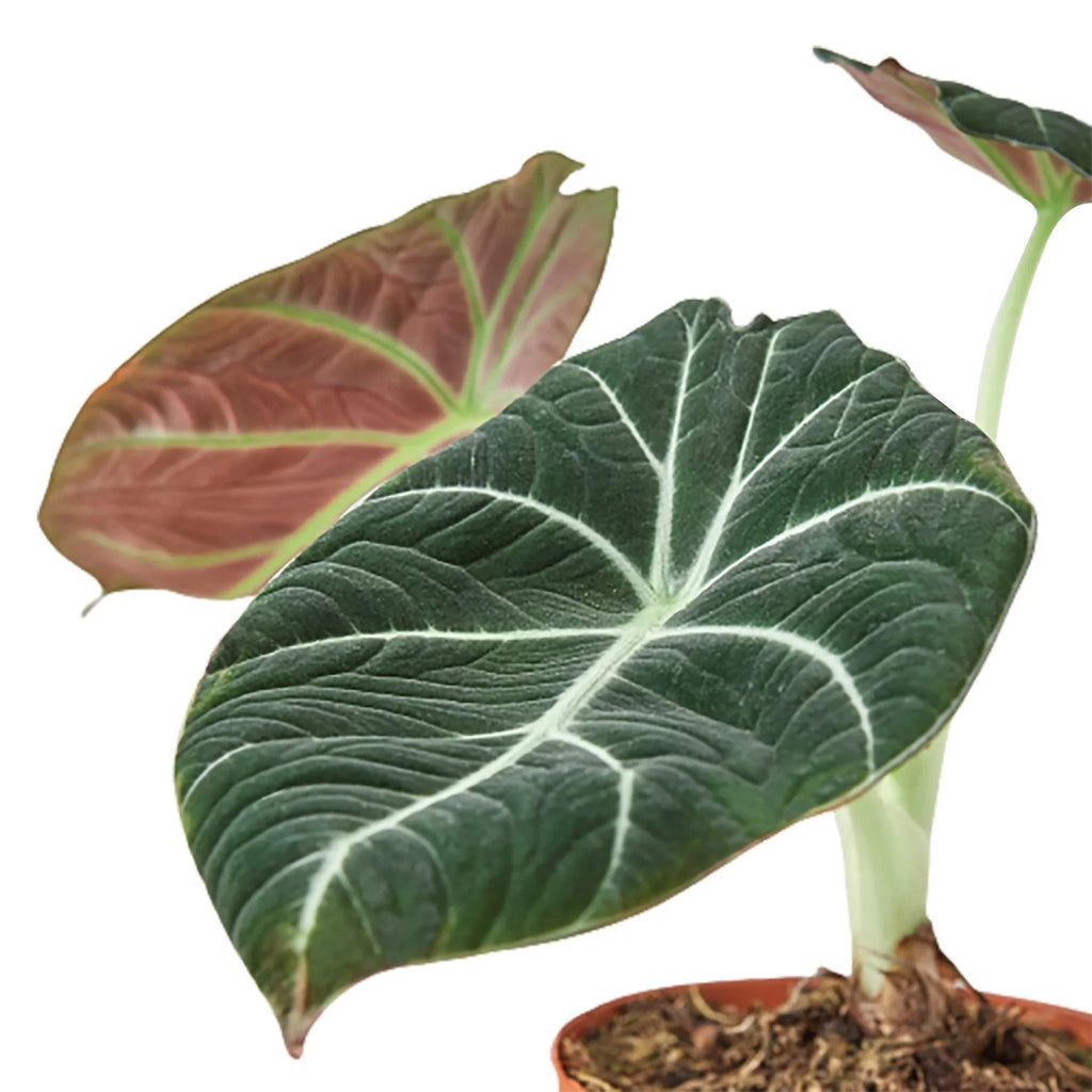 Alocasia 'Black Velvet', Alocasia Reginula 'Black Velvet', Live Potted Plant, Houseplant