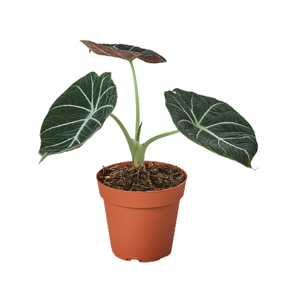 Alocasia 'Black Velvet', Alocasia Reginula 'Black Velvet', Live Potted Plant, Houseplant