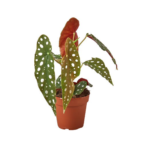 Polka Dot Begonia, Begonia 'Maculata', Live Houseplant, Indoor Plant