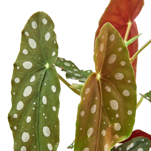 Polka Dot Begonia, Begonia 'Maculata', Live Houseplant, Indoor Plant