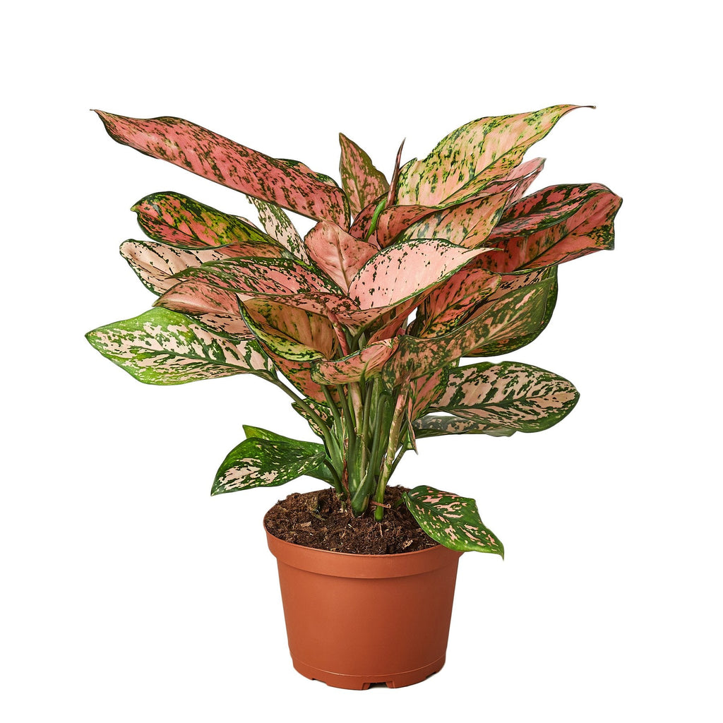 Chinese Evergreen 'Lady Valentine', Aglaonema 'Lady Valentine', Live Houseplant, Potted Plant