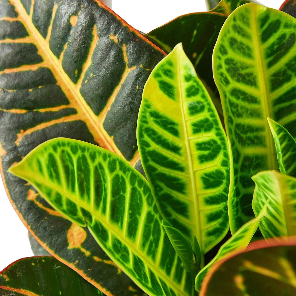 Croton Petra 'Joseph's Coat', Codiaeum variegatum 'Petra', Live Houseplant, Potted Plant