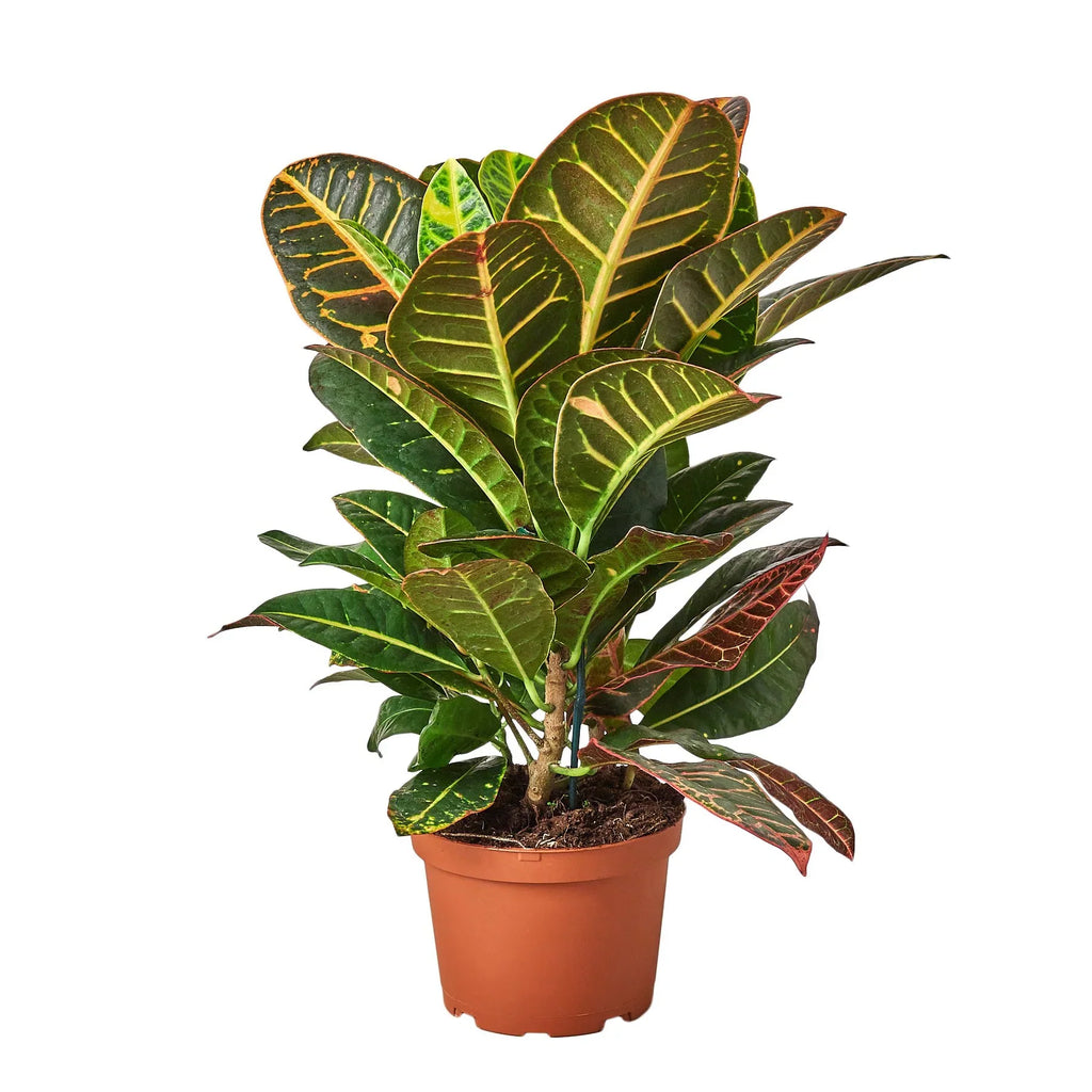 Croton Petra 'Joseph's Coat', Codiaeum variegatum 'Petra', Live Houseplant, Potted Plant