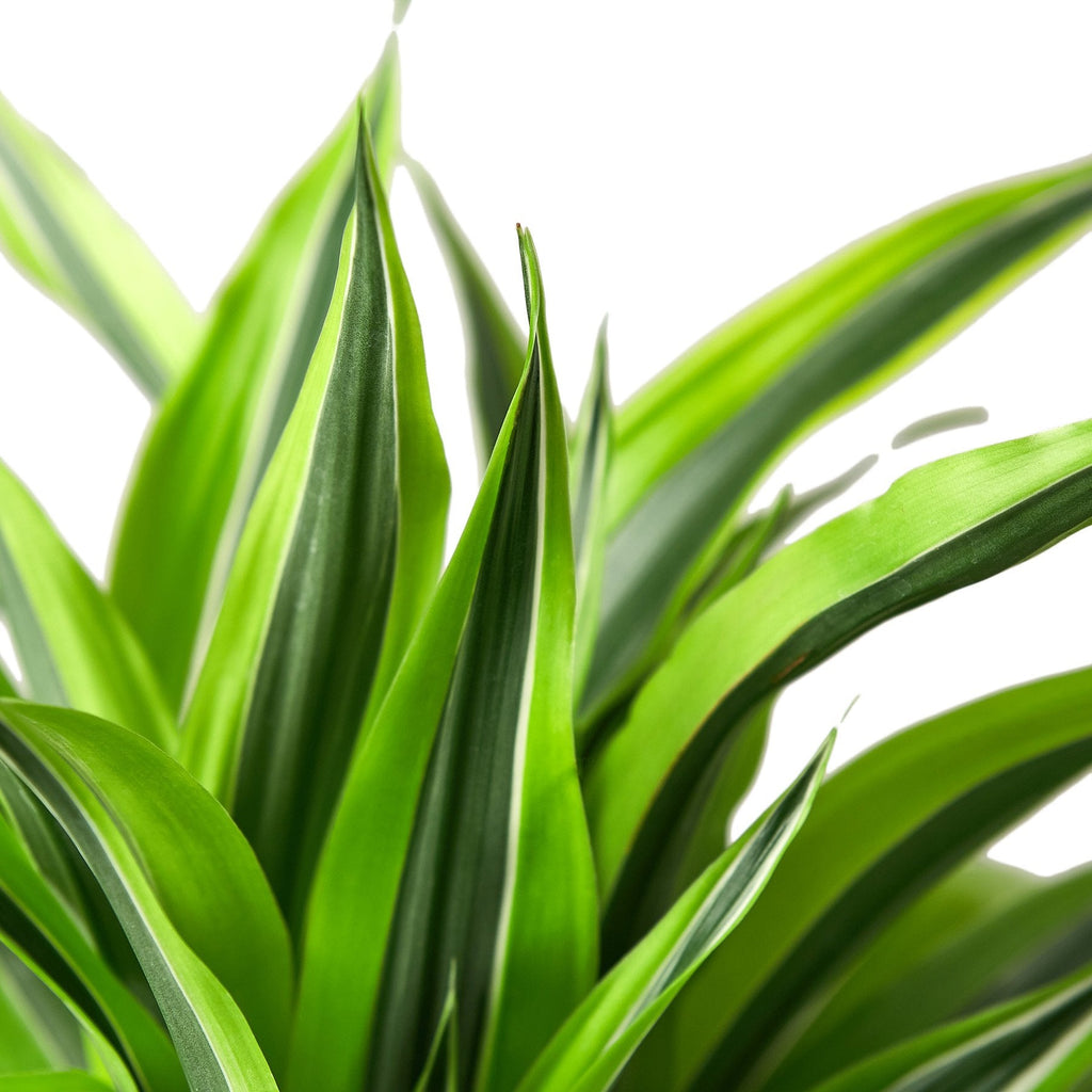 Dragon Plant 'Lemon Lime'