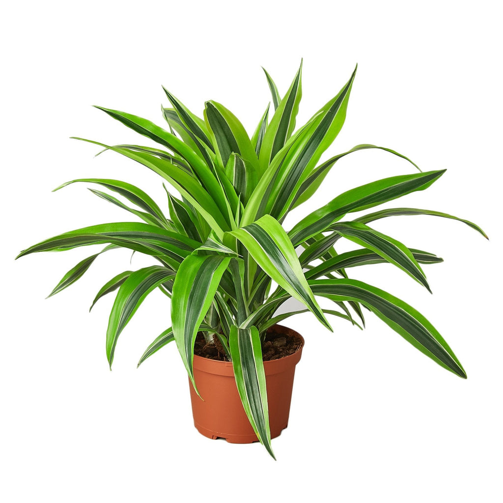Dragon Plant 'Lemon Lime'
