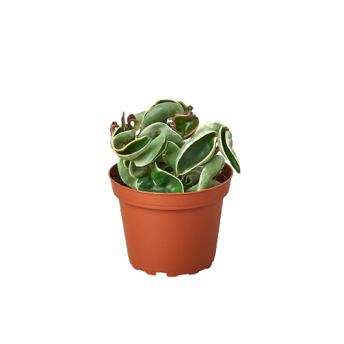Hoya Carnosa 'Rope Plant' Variegated, Waxflower, Live Houseplant, Indoor Plant, Flowering Plant