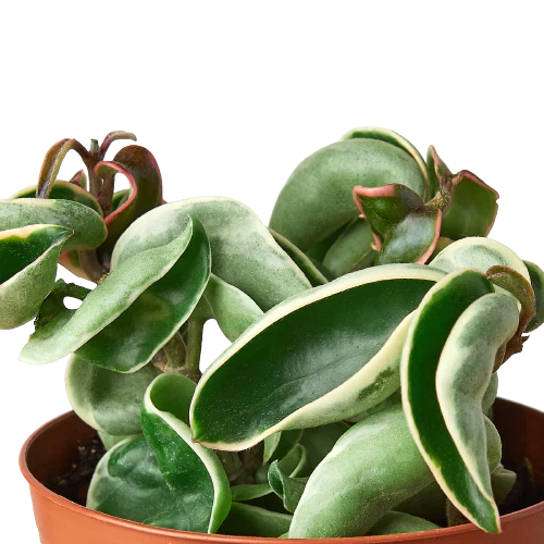 Hoya Carnosa 'Rope Plant' Variegated, Waxflower, Live Houseplant, Indoor Plant, Flowering Plant