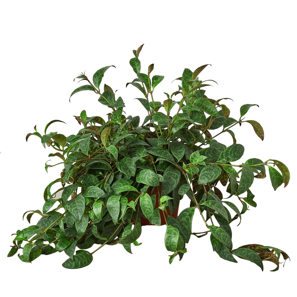 Lipstick Plant, Aeschynanthus, Live Houseplant, Indoor Plant, Flowering Plant