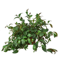 Lipstick Plant, Aeschynanthus, Live Houseplant, Indoor Plant, Flowering Plant