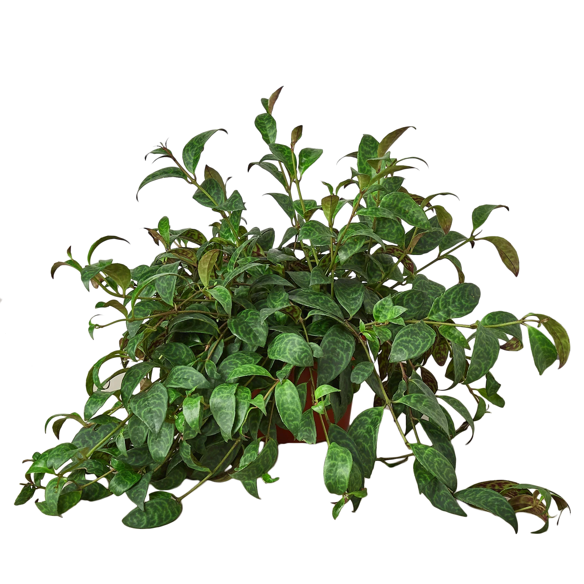 Lipstick Plant, Aeschynanthus, Live Houseplant, Indoor Plant, Flowering Plant