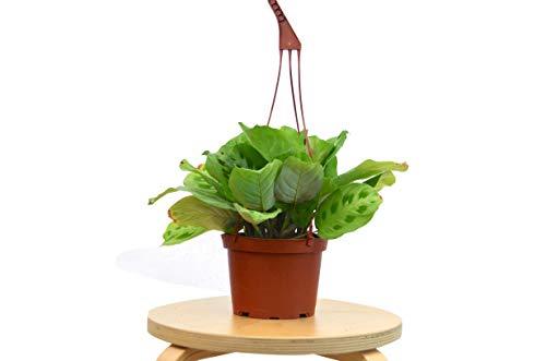 Prayer Plant, Maranta Leuconeura, Live Houseplant, Indoor Plant