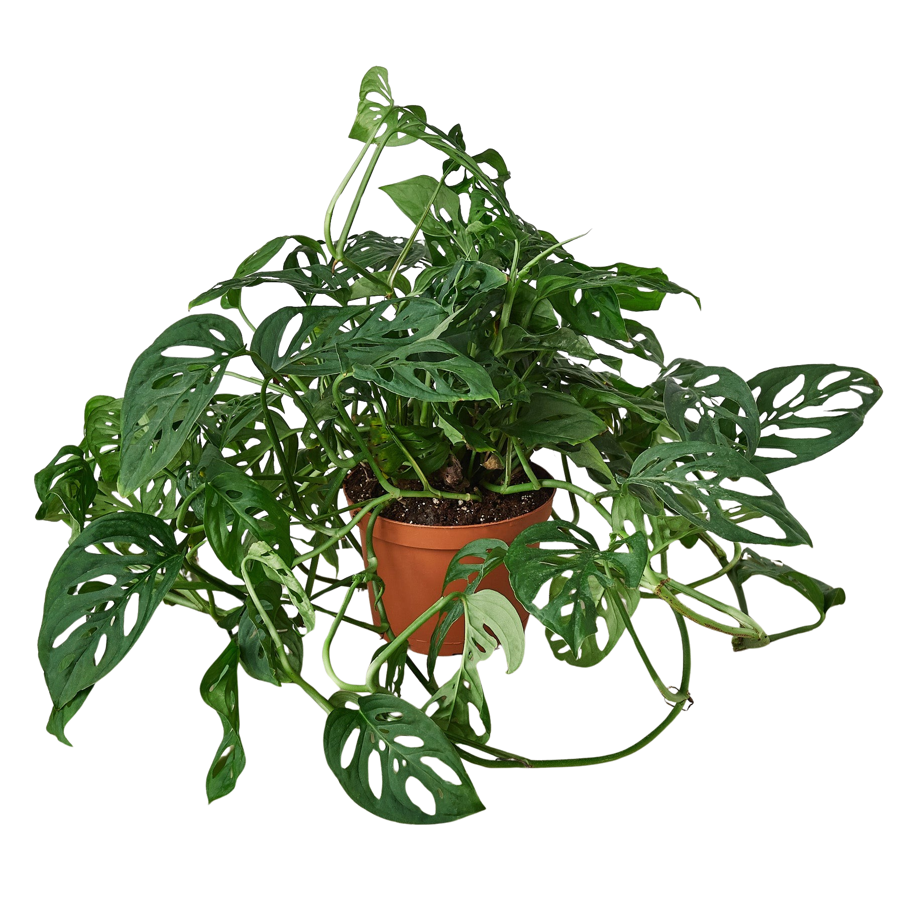 Monstera Adansonii 'Swiss Cheese'