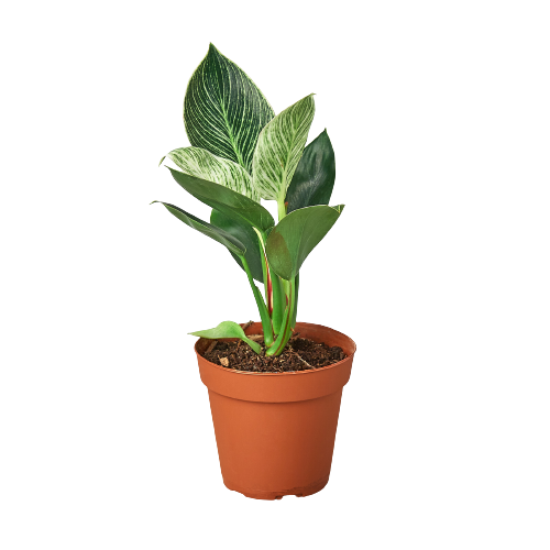 Philodendron 'Birkin', Live Houseplant, Indoor Plant