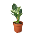 Philodendron 'Birkin', Live Houseplant, Indoor Plant