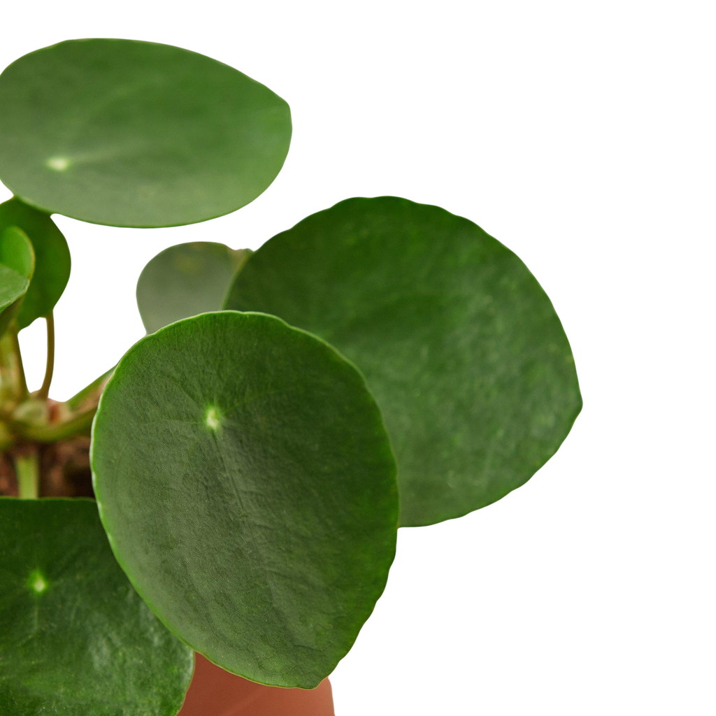 Pilea Peperomioides 'Chinese Money Plant'