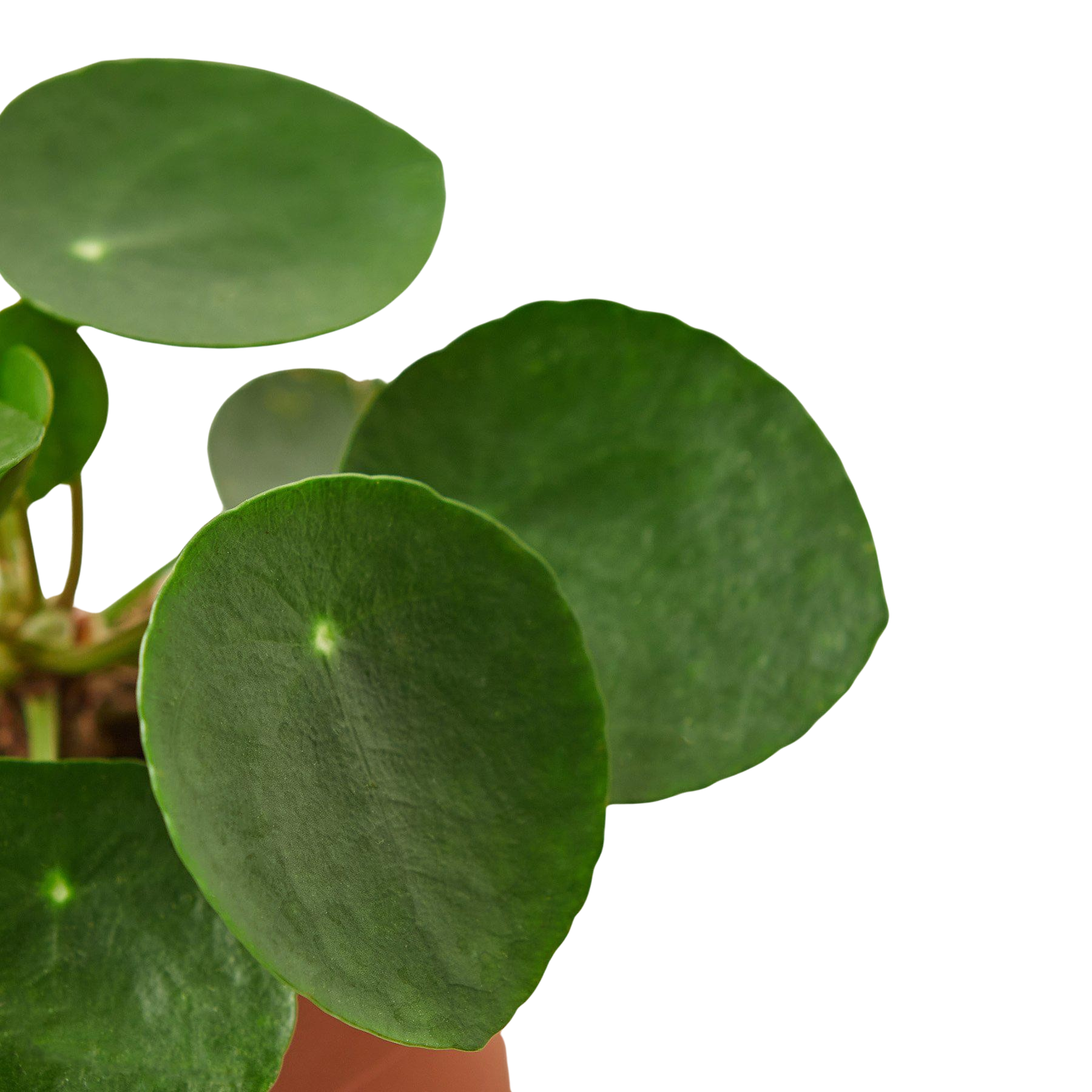 Pilea Peperomioides 'Chinese Money Plant'