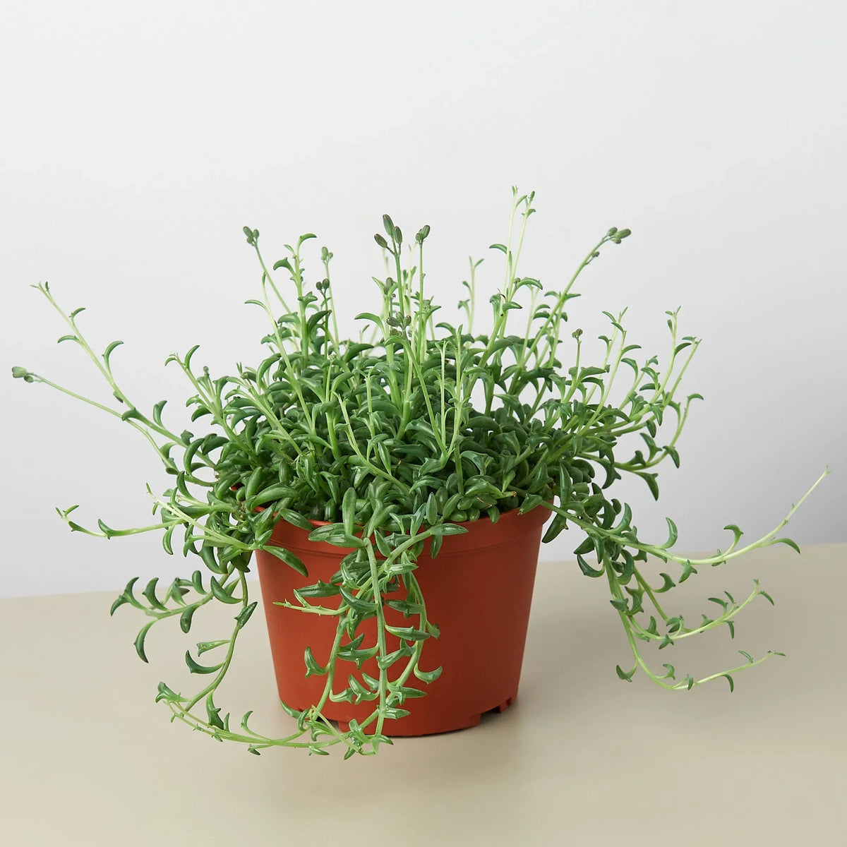 String of Dolphins, Senecio peregrinus, Live Potted Succulent Plant, Indoor Live Plant
