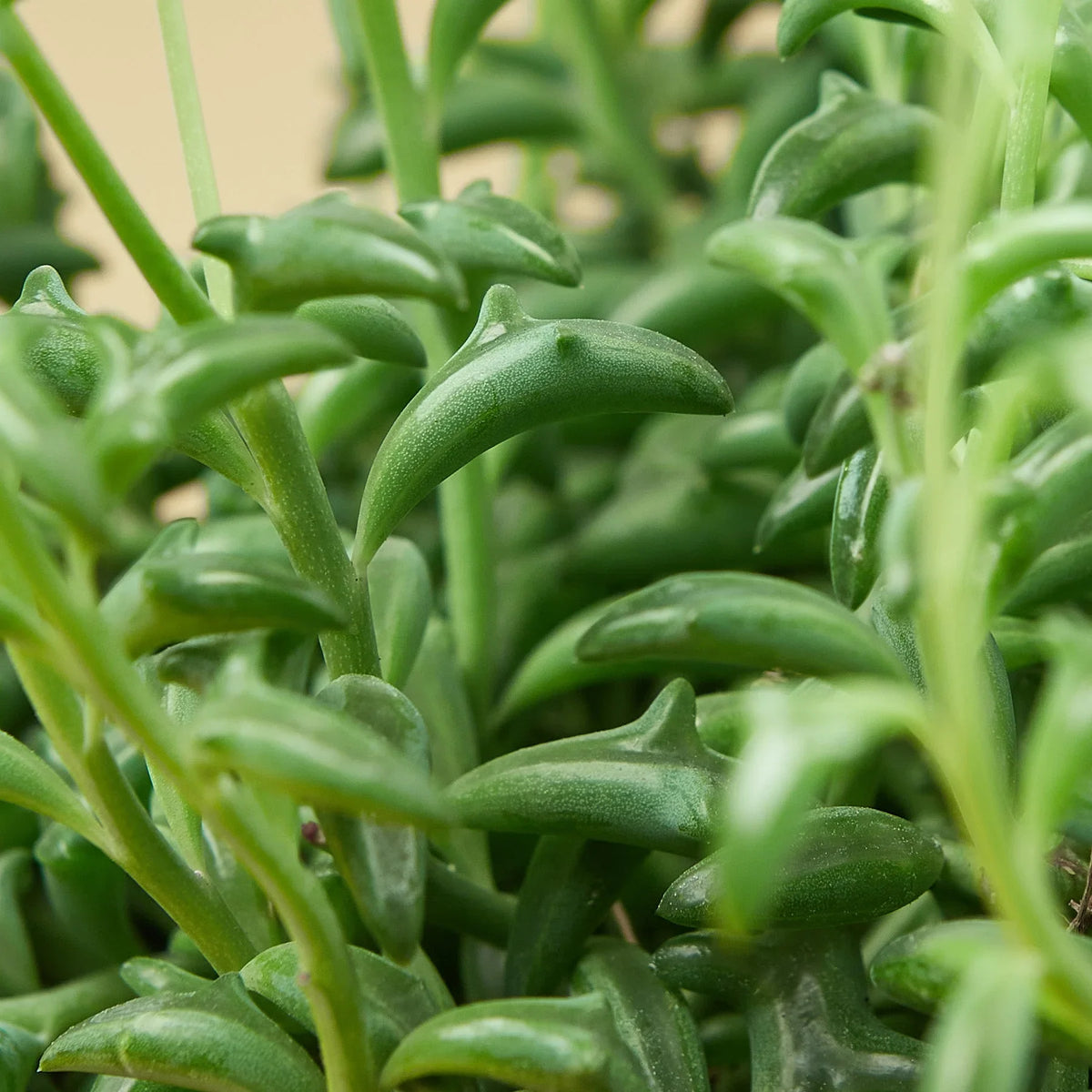 String of Dolphins, Senecio peregrinus, Live Potted Succulent Plant, Indoor Live Plant