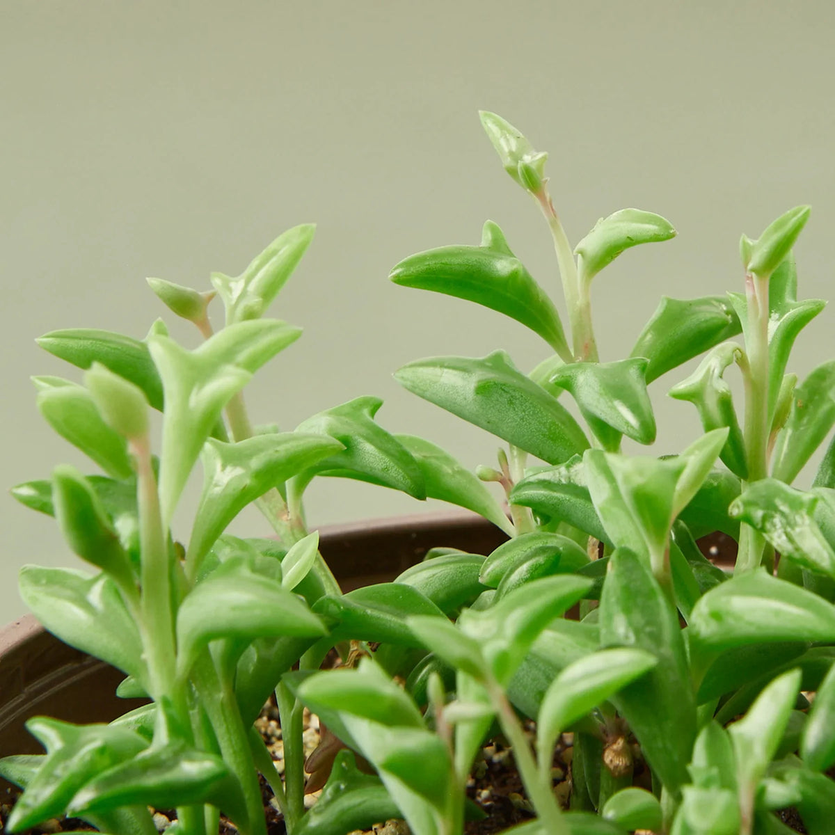 String of Dolphins, Senecio peregrinus, Live Potted Succulent Plant, Indoor Live Plant
