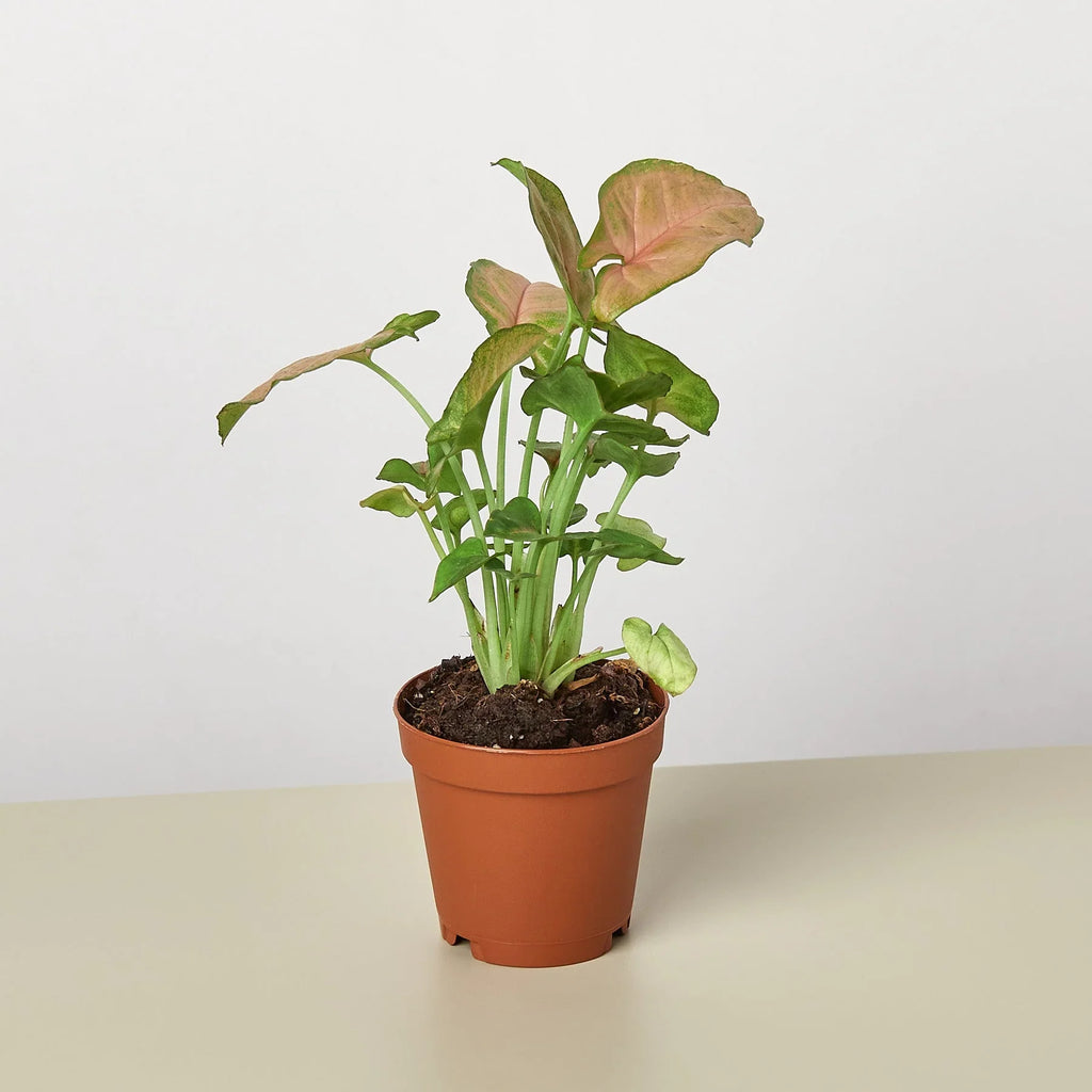 Syngonium 'Strawberry', Syngonium podophyllum 'Strawberry', Arrowhead Plant, Arrowhead Vine, Live Houseplant, Potted Plant