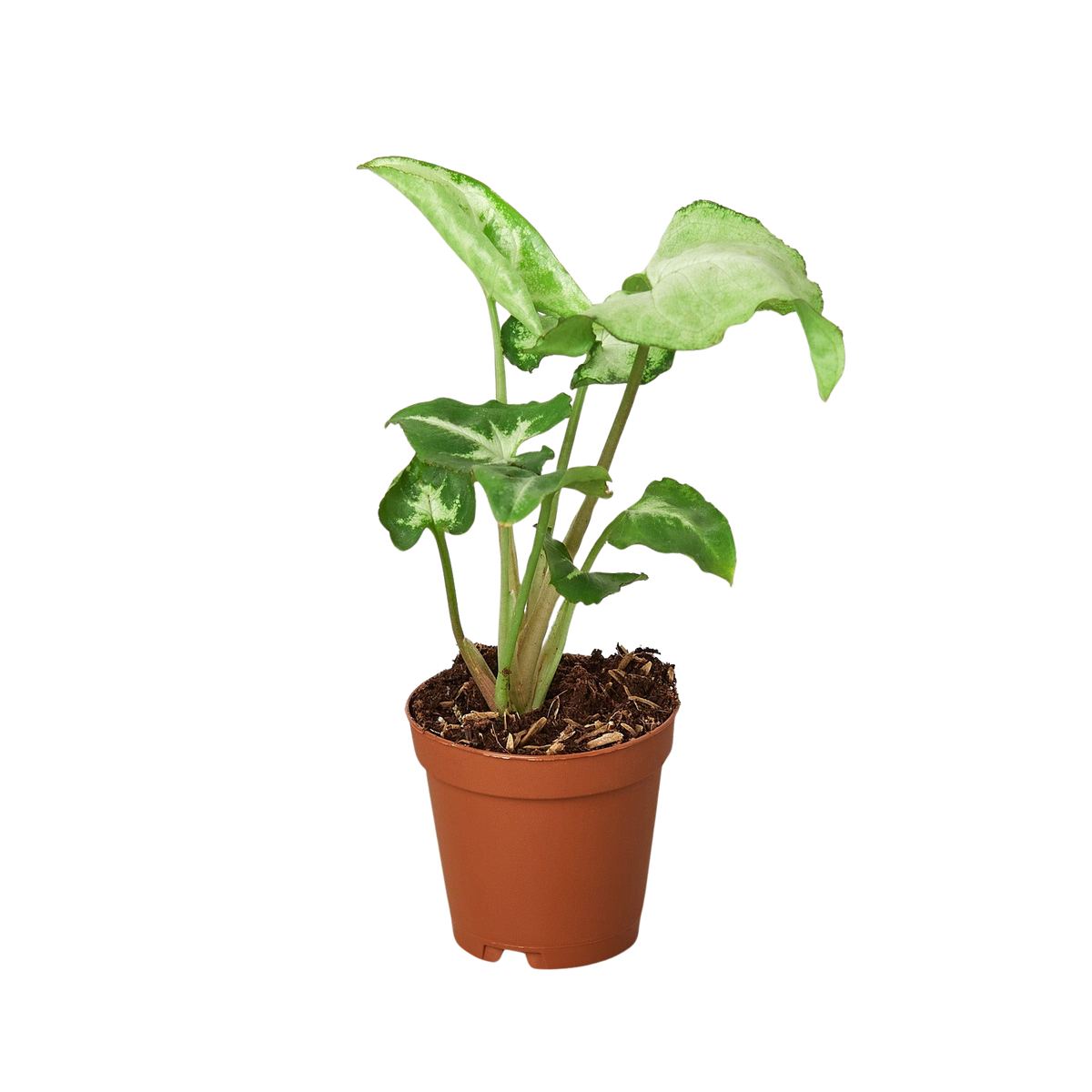 Syngonium 'White Butterfly', Arrowhead Plant, Arrowhead Vine, Syngonium podophyllum 'White Butterfly', Live Houseplant, Potted Plant