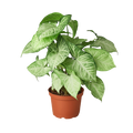 Syngonium 'White Butterfly', Arrowhead Plant, Arrowhead Vine, Syngonium podophyllum 'White Butterfly', Live Houseplant, Potted Plant