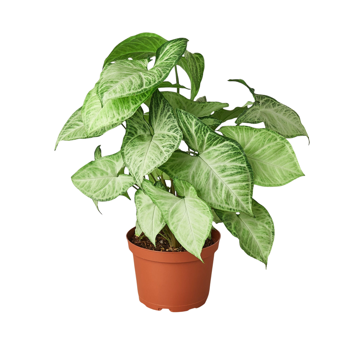 Syngonium 'White Butterfly', Arrowhead Plant, Arrowhead Vine, Syngonium podophyllum 'White Butterfly', Live Houseplant, Potted Plant