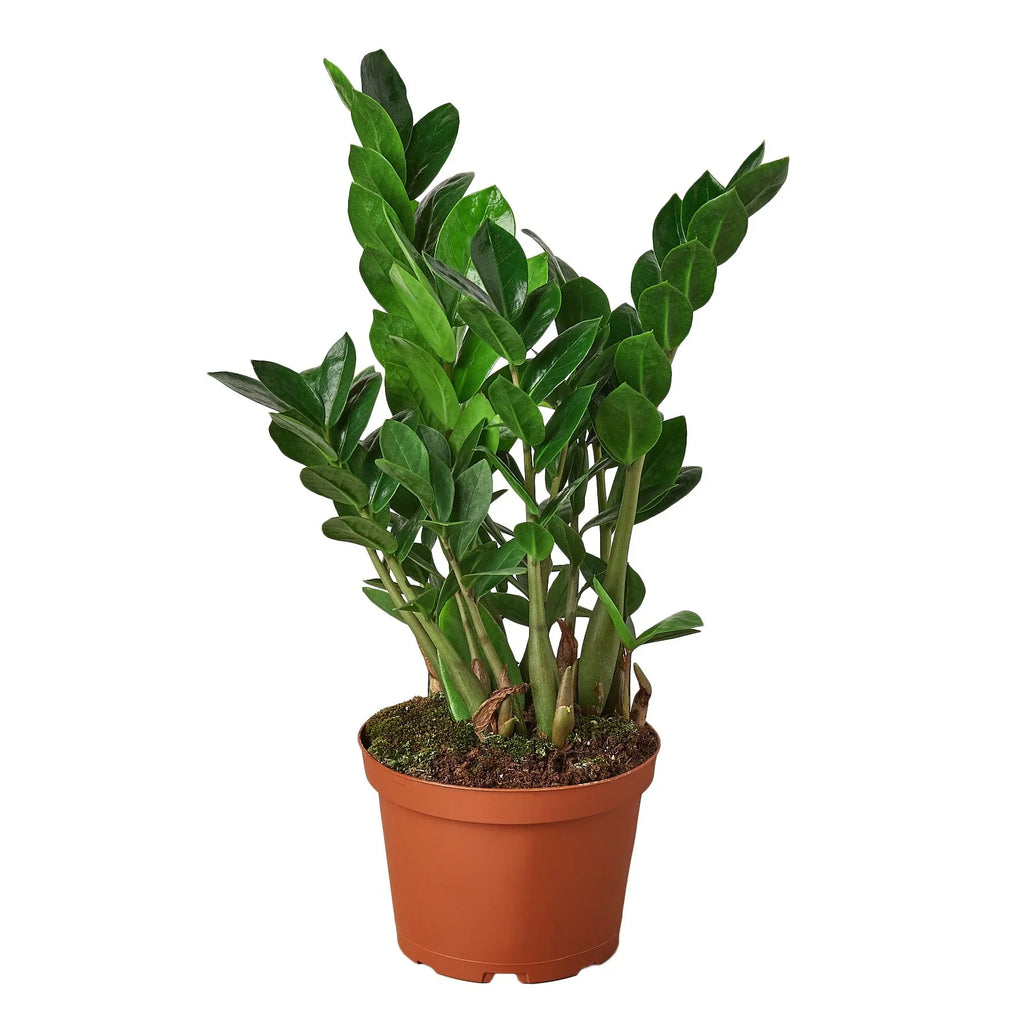 Zamioculcas Zamiifolia, ZZ Plant, Live Houseplant, Indoor Plant