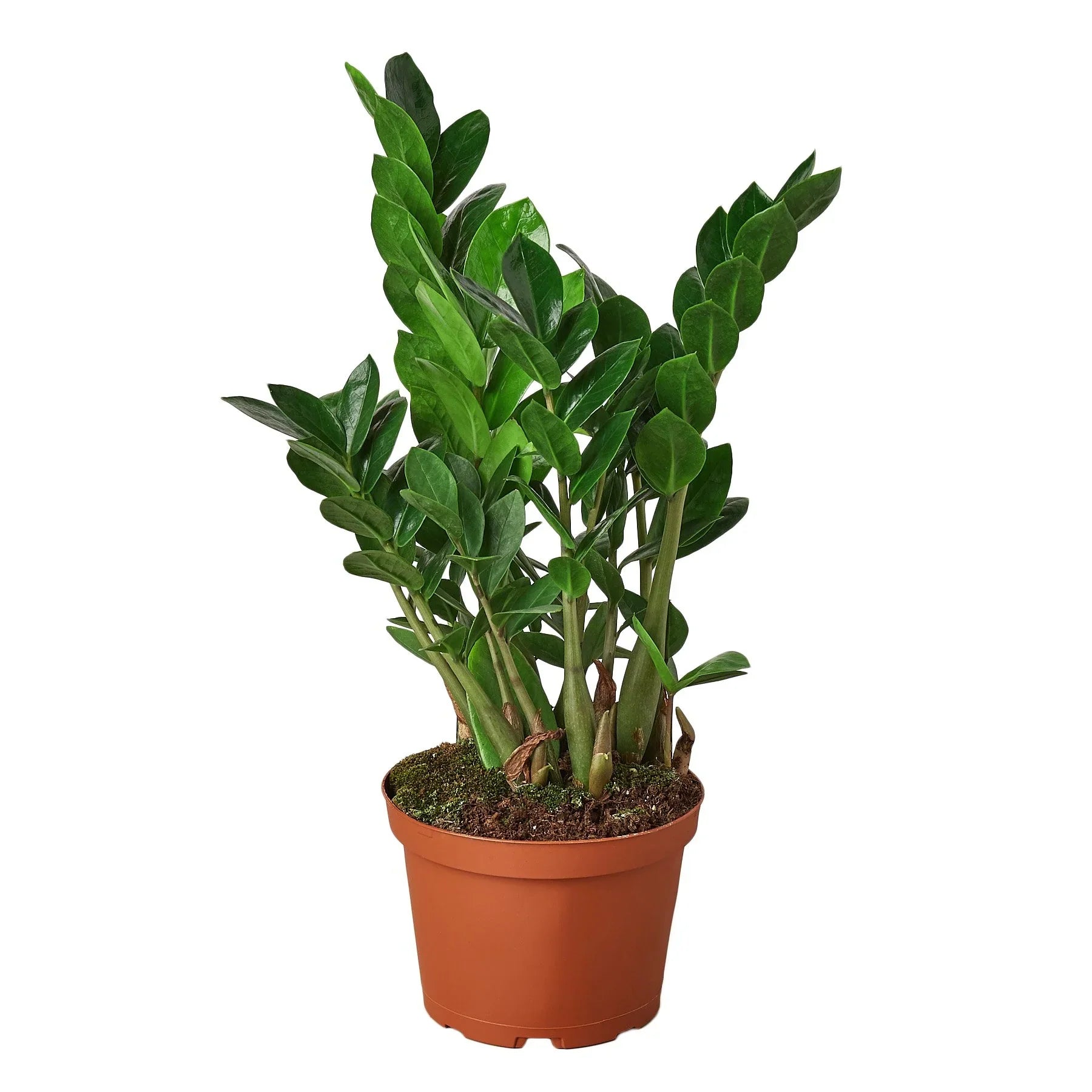 Zamioculcas Zamiifolia, ZZ Plant, Live Houseplant, Indoor Plant