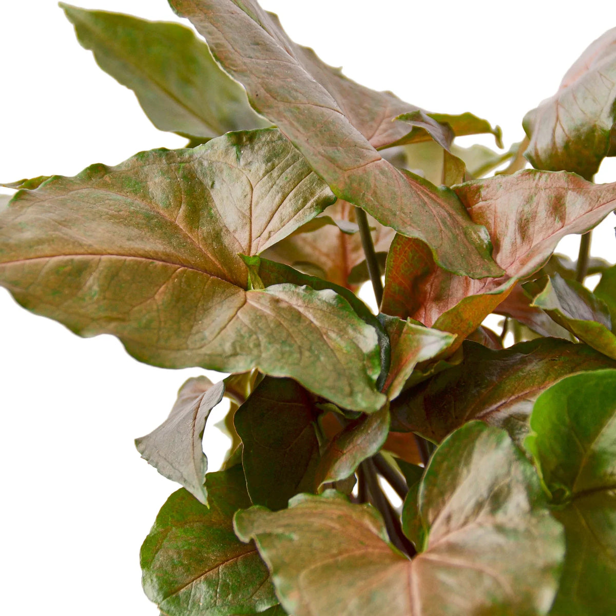 Syngonium 'Merry', Arrowhead Plant, Arrowhead Vine, Syngonium podophyllum 'Merry', Live Houseplant, Potted Plant