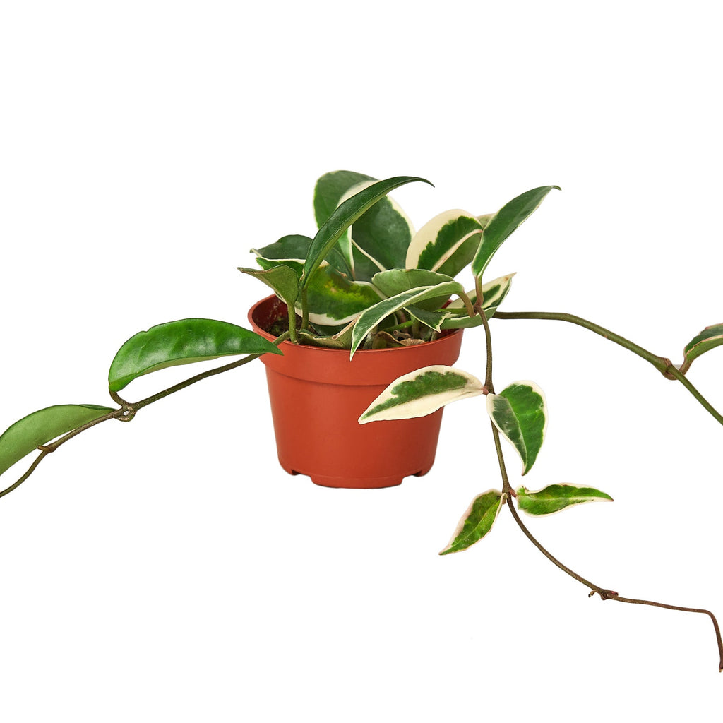 Hoya Carnosa 'Tricolor', Waxflower, Live Houseplant, Indoor Plant, Flowering Plant