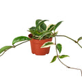 Hoya Carnosa 'Tricolor', Waxflower, Live Houseplant, Indoor Plant, Flowering Plant