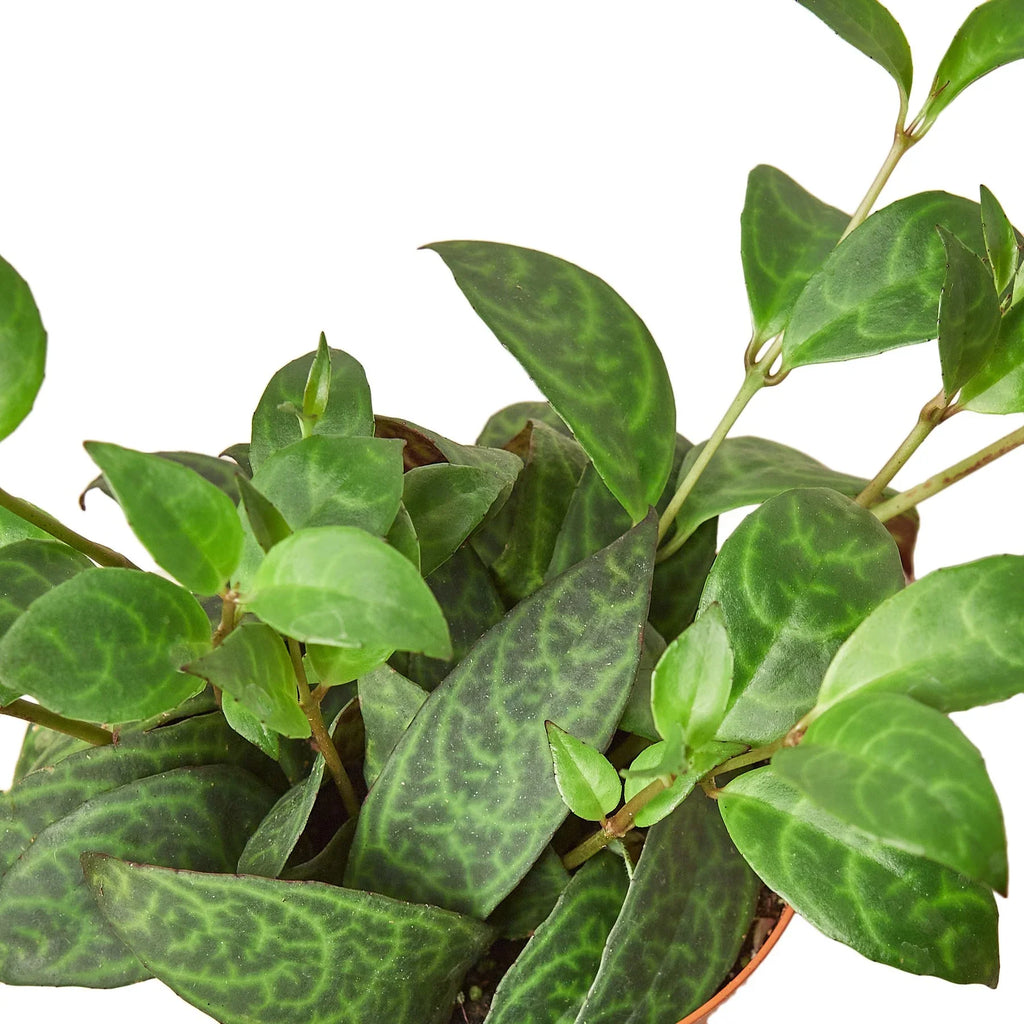 Lipstick Black Pagoda Plant, Aeschynanthus longicaulis, Live Houseplant, Indoor Plant, Flowering Plant