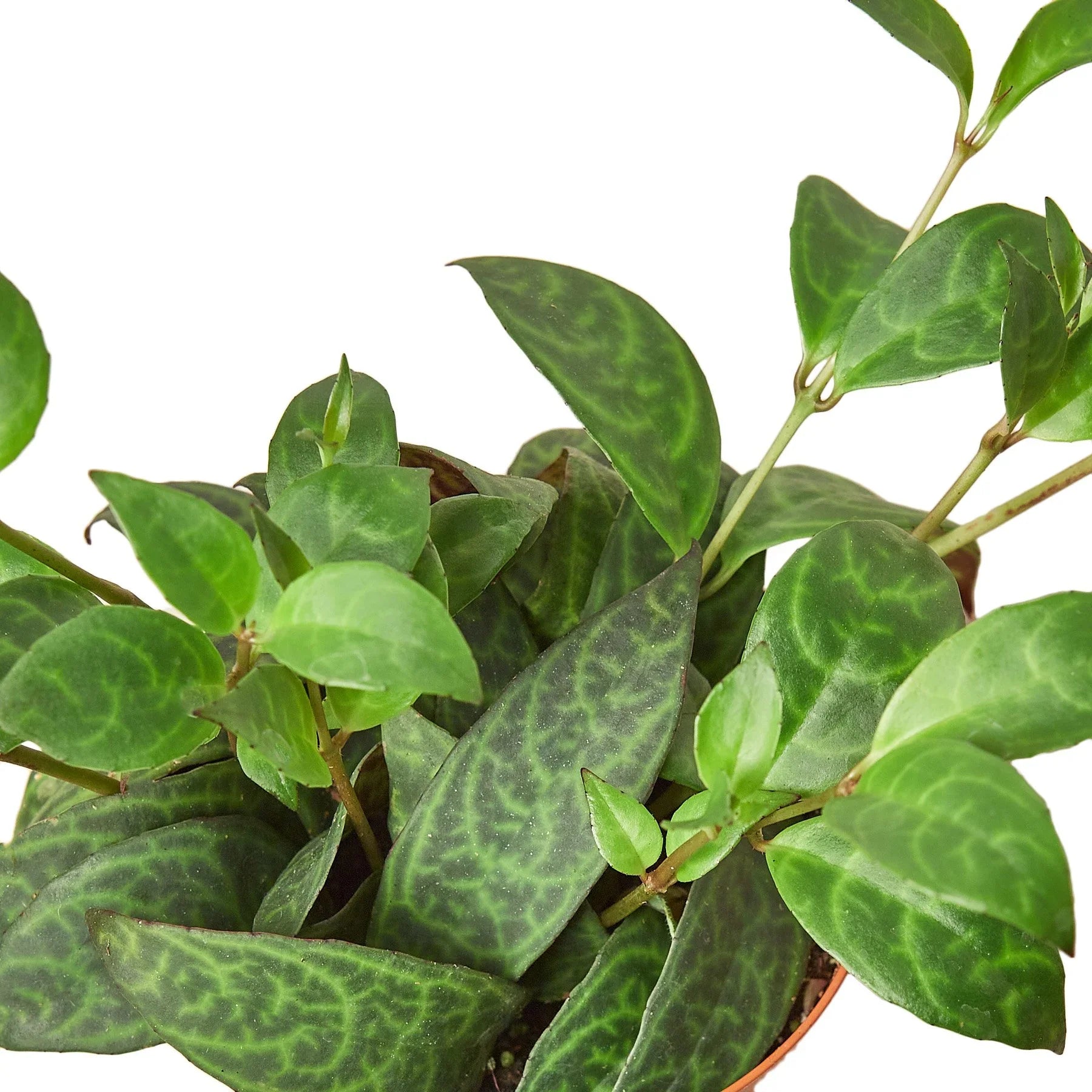 Lipstick Black Pagoda Plant, Aeschynanthus longicaulis, Live Houseplant, Indoor Plant, Flowering Plant