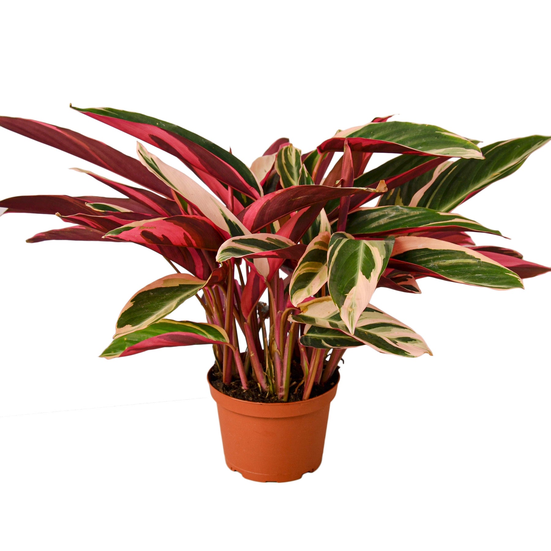 Magenta Stromanthe Triostar, Stromanthe Sanguinea, Live Houseplant, Indoor Plant