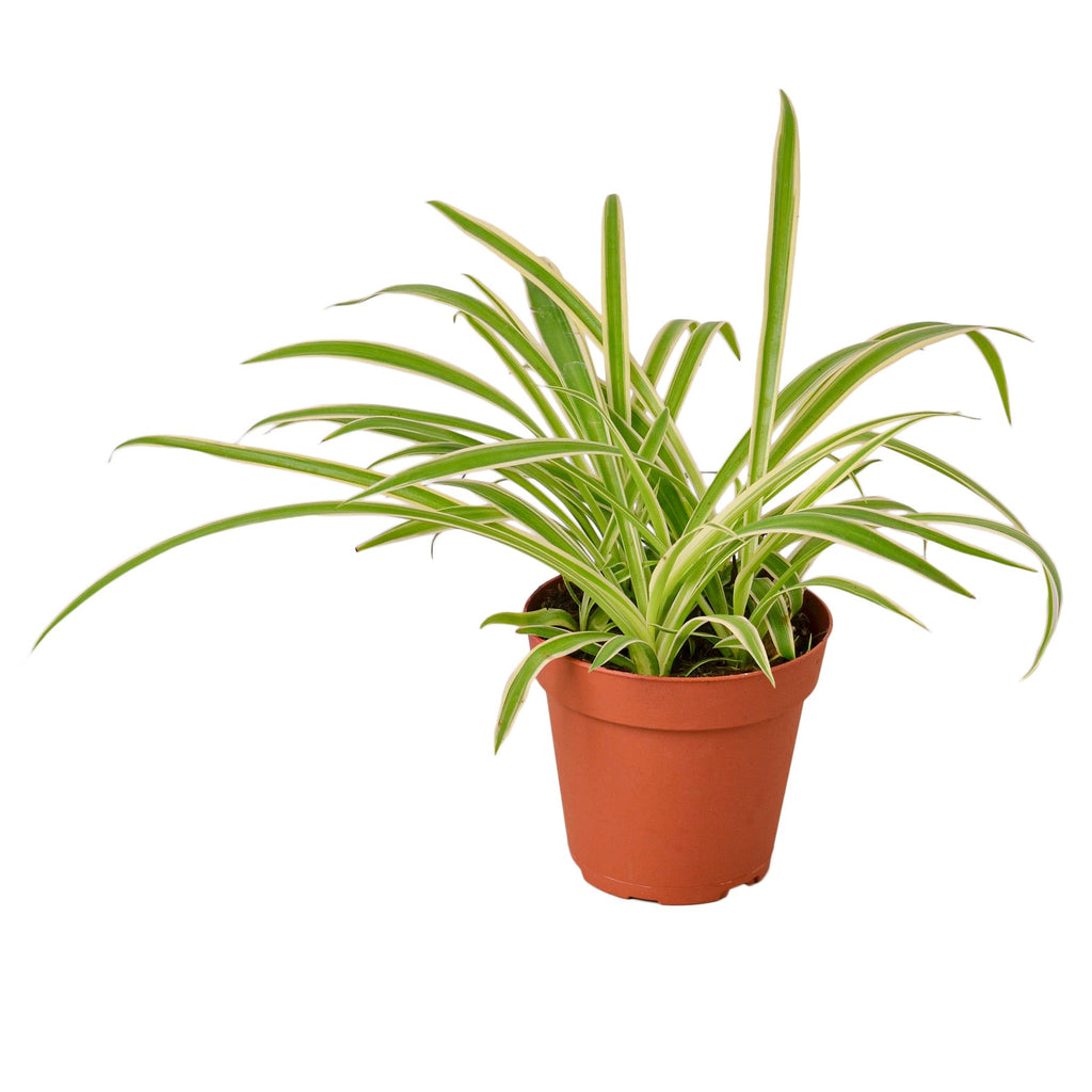 Spider Plant 'Reverse', Chlorophytum comosum, Live Houseplant, Potted Plant