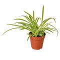 Spider Plant 'Reverse', Chlorophytum comosum, Live Houseplant, Potted Plant
