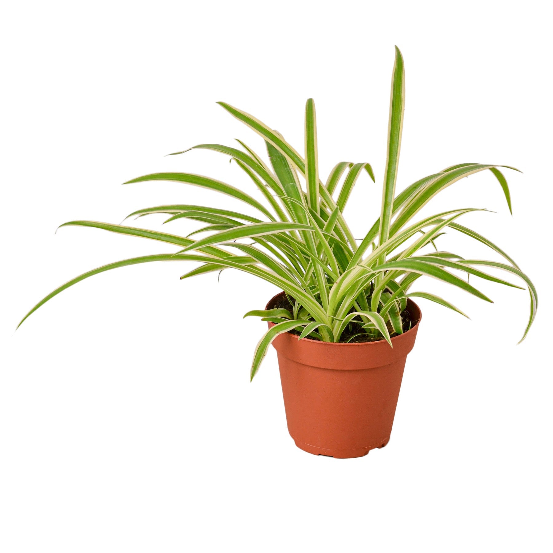 Spider Plant 'Reverse', Chlorophytum comosum, Live Houseplant, Potted Plant