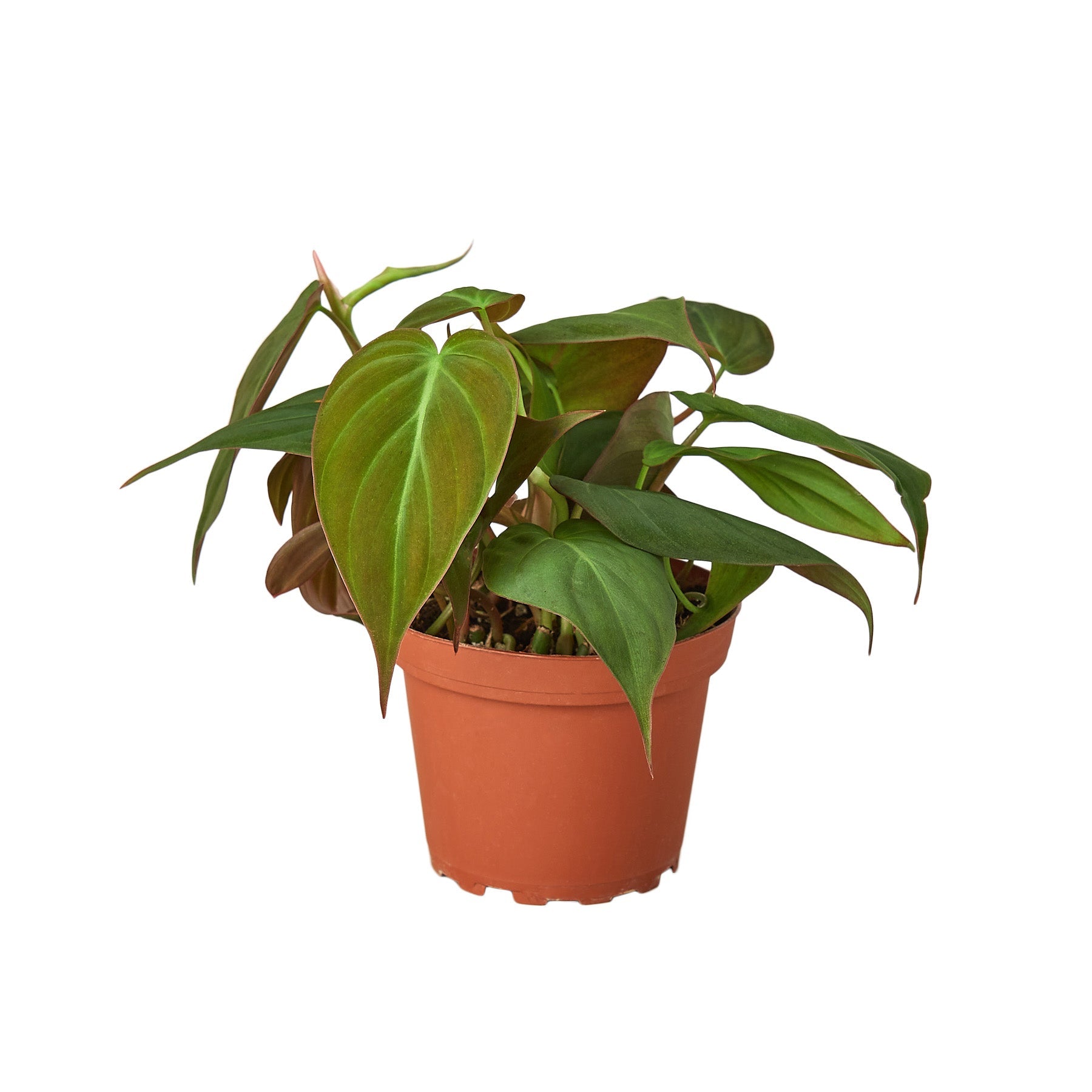 Philodendron Hederaceum 'Velvet', Sweetheart Plant, Live Houseplant, Indoor Plant