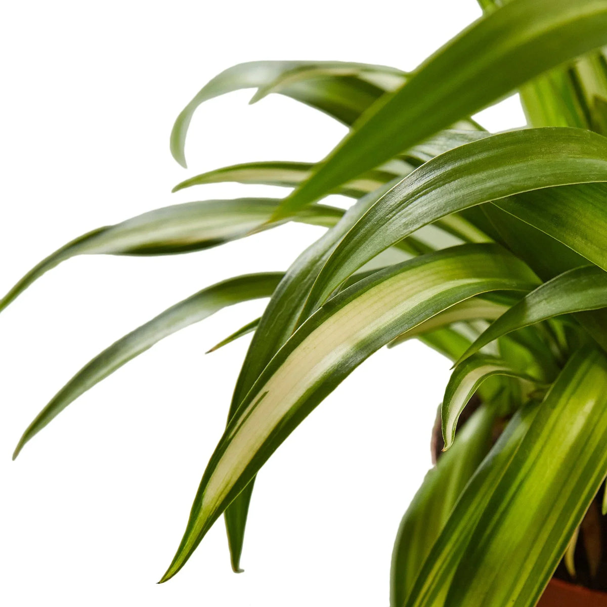 Spider Plant 'Hawaiian', Chlorophytum comosum, Live Houseplant, Potted Plant