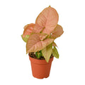 Syngonium 'Strawberry', Syngonium podophyllum 'Strawberry', Arrowhead Plant, Arrowhead Vine, Live Houseplant, Potted Plant