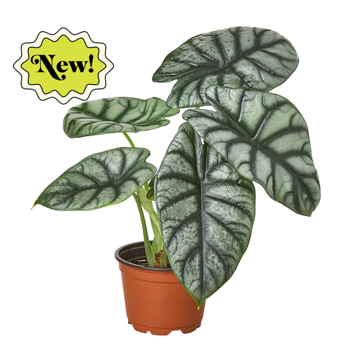 Alocasia baginda 'Silver Dragon', Elephant Ear Plant, Live Houseplant, Indoor Plant